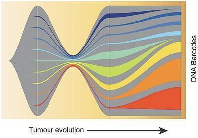 DNA条形码揭示癌细胞逃避免疫能力